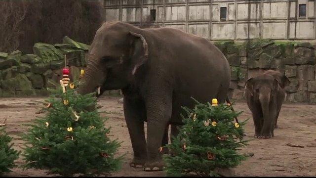 Metoda ingenioasă găsită de germani pentru a folosi brazii nevânduți de Crăciun