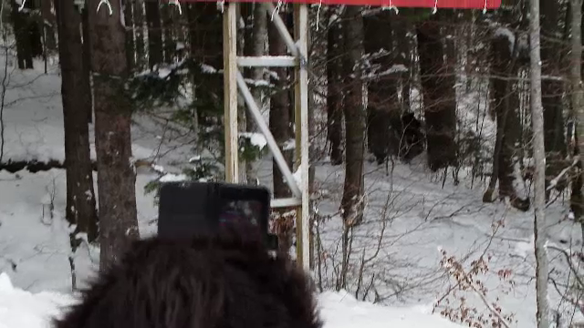 Creatura care a apărut pe pârtia Clăbucet. Autoritățile au emis o avertizare RO-ALERT