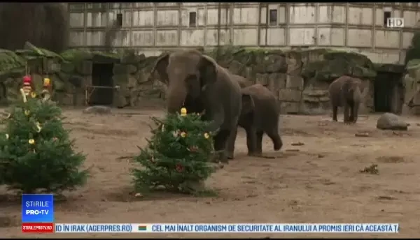 Metoda ingenioasă găsită de germani pentru a folosi brazii nevânduți de Crăciun