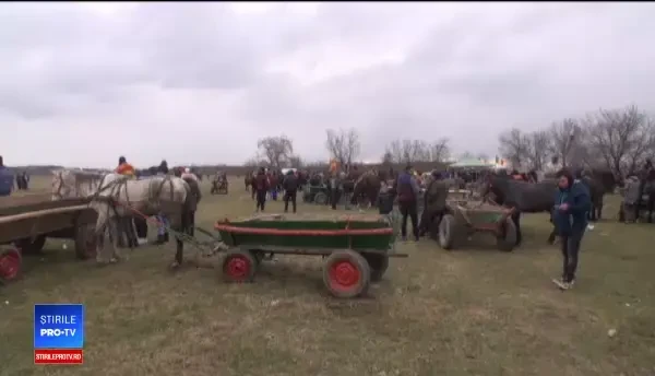 Botezul cailor. Tradiții și exemplare frumoase în Prahova, dosare penale în Dâmbovița