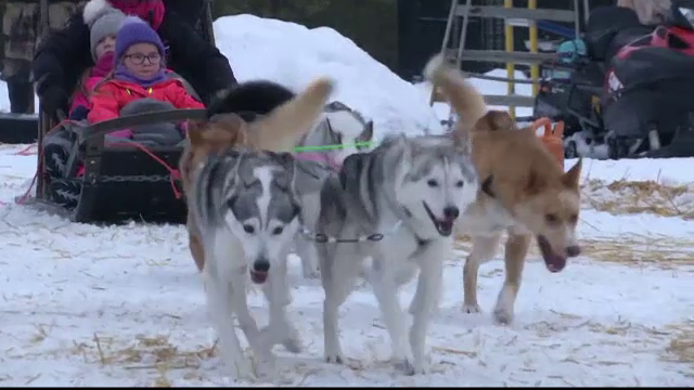 Cum s-au îmbogățit finlandezii de pe urma câinilor husky. Specialiștii sunt îngrijprați