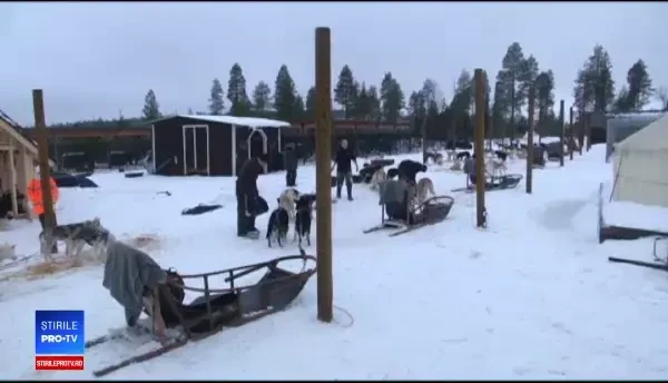 Cum s-au îmbogățit finlandezii de pe urma câinilor husky. Specialiștii sunt îngrijprați