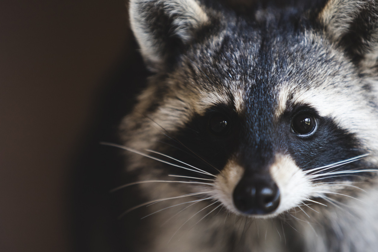 Mai multe imagini cu un raton au amuzat tot internetul. Cum l-a surprins stăpâna sa