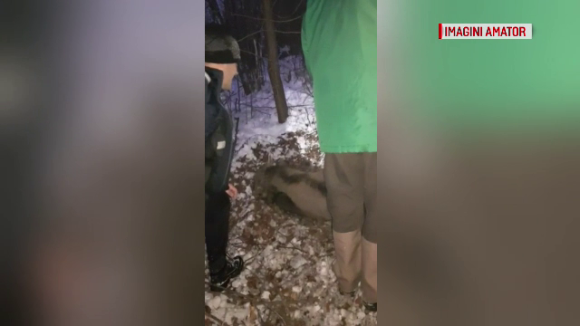 Pui de zimbru prins într-o capcană pusă de braconieri în Munții Țarcu. Ce a urmat