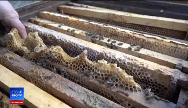 Cum a afectat albinele vremea caldă din decembrie. Apicultorii sunt disperaţi