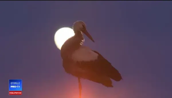 Caz inedit în Pitești. Localnicii sunt speriați că două berze nu au părăsit cuibul