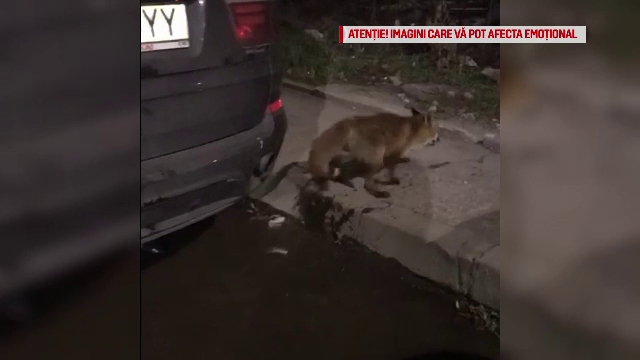 Vulpe prinsă pe un bulevard din Bucureşti. "Mami, avem un căţel nou"