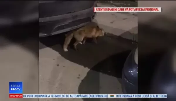 Vulpe prinsă pe un bulevard din Bucureşti. "Mami, avem un căţel nou"
