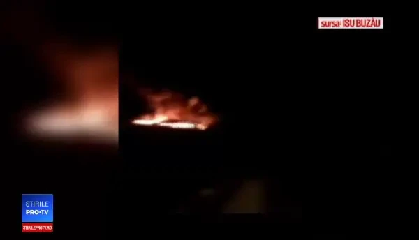 Situație macabră în Buzău. Mii de cadavre de porci abandonate într-o fermă