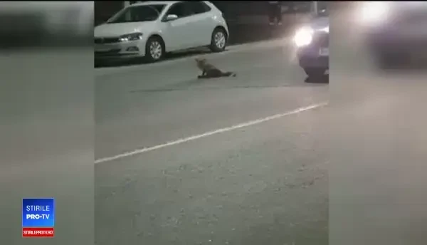 Vulpe prinsă pe un bulevard din Bucureşti. "Mami, avem un căţel nou"