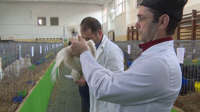 Expoziție inedită la Târgu Jiu. Ce păsări au putut admira localnicii