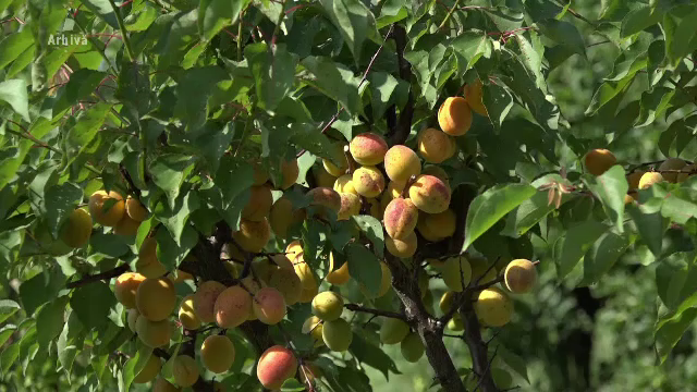 Caisele şi piersicile aproape că au dispărut din România. "Nici măcar zece hectare"