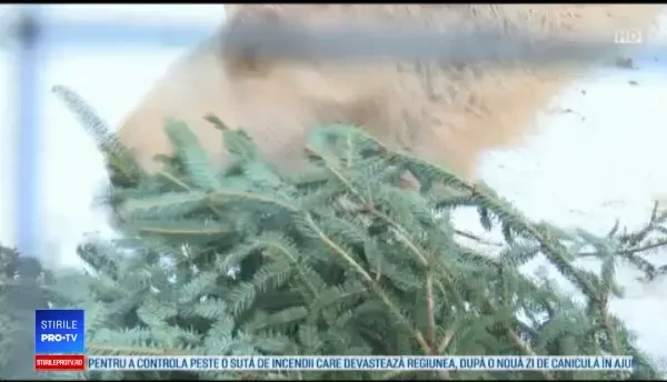 Cum au ajuns brazii de Crăciun să fie mâncați de animale în SUA: ”E ceva distractiv”