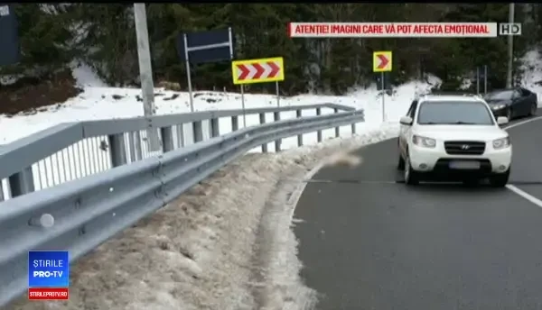 Ministrul de Interne anunţă un control în cazul câinelui împuşcat pe şosea. "Am fost indignat"