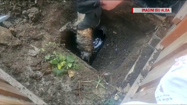 Pisică salvată după ce a rămas blocată într-un tub de calanizare de câțiva centimetri