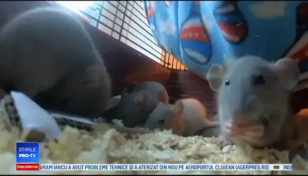 Animalele de casă neobișnuite care au devenit extrem de populare în 2020. Și Angelina Jolie are unul