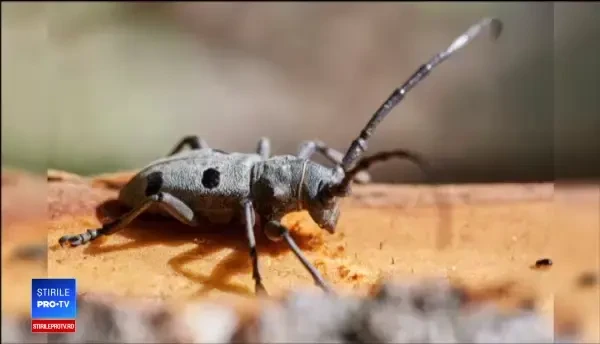 Gândacul din cauza căruia nu mai facem austostrăzi. "E descompunător natural"