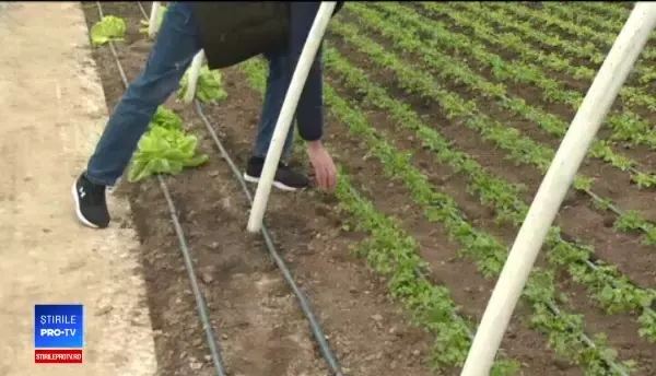 Ce s-a întâmplat după primul an al programului ”Roșia Românească”