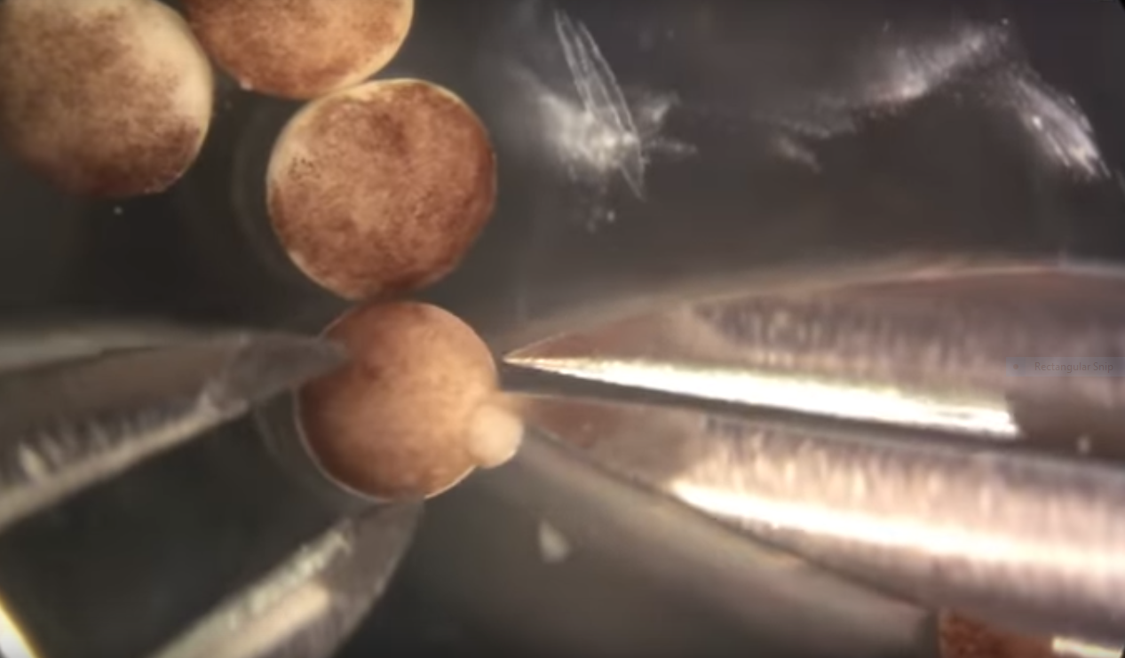 Cercetătorii au creat „roboții vii” din celule de broască. Cum vor fi folosiți. VIDEO