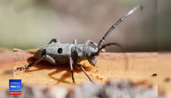 Gândacul din cauza căruia nu mai facem autostrăzi. “E descompunător natural”