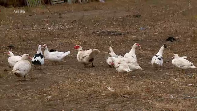 Alertă în România, după ce a fost depistată gripa aviară. 19.000 de păsări, sacrificate