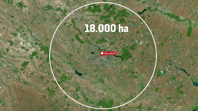 Ce se va întâmpla cu Pădurea Băneasa din martie. Sute de copaci, tăiaţi în ultimele zile