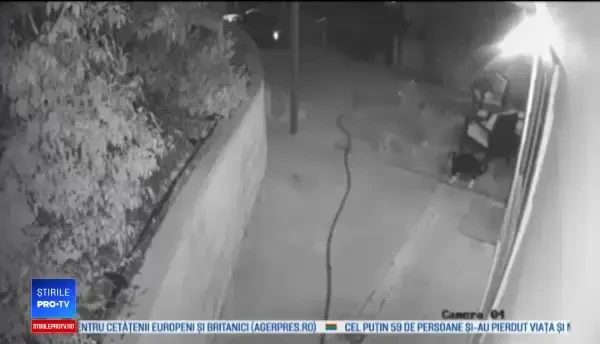 VIDEO. Momentul în care o pisică se luptă de una singură cu trei coioți agresivi