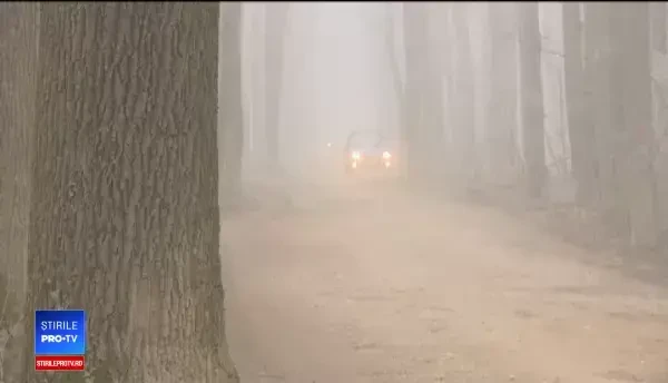 Ce se va întâmpla cu Pădurea Băneasa din martie. Sute de copaci, tăiaţi în ultimele zile