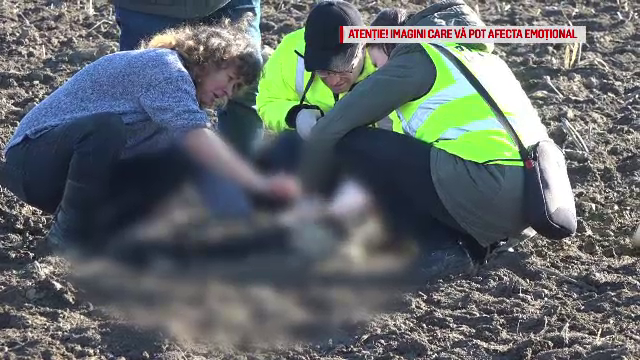 Trei câini au fost găsiți împușcați pe un câmp din Suceava. "Au găuri de glonţ. Fără discuţie"