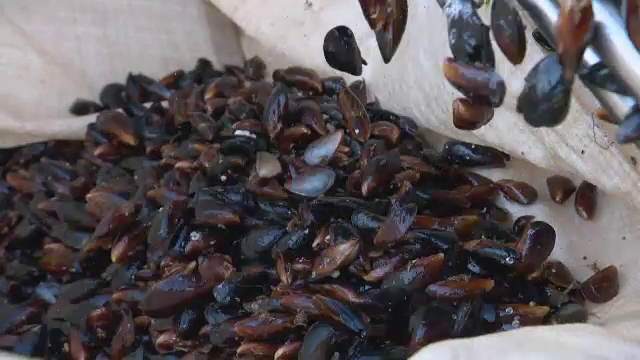 Premieră. Apele românești ale Mării Negre vor putea deveni ferme de midii și stridii, dar și de pește-doradă sau lup de mare