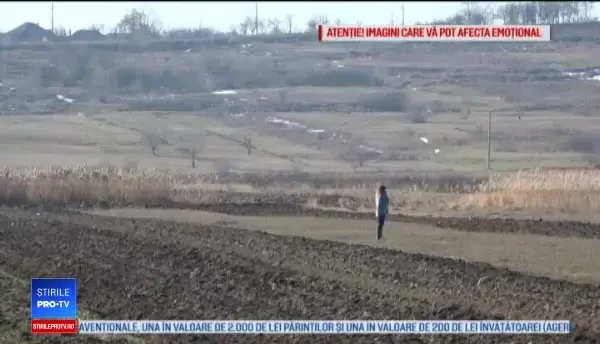 Trei câini au fost găsiți împușcați pe un câmp din Suceava. "Au găuri de glonţ. Fără discuţie"