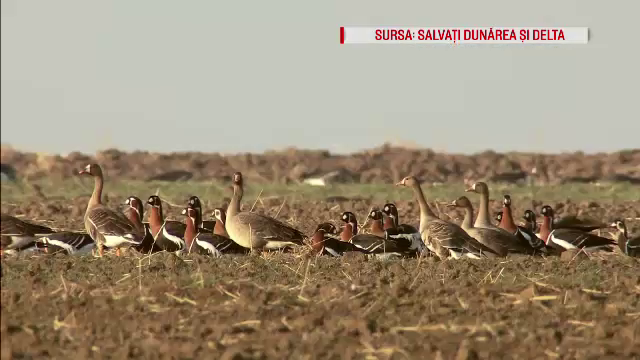 O pasăre urmărită de specialiști, pentru salvarea speciei, a fost găsită moartă la un cioban