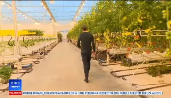 Legumele urâte, repuse pe rafturi în Danemarca. 370 de tone de legume, salvate în decurs de doi ani