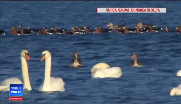 O pasăre urmărită de specialiști, pentru salvarea speciei, a fost găsită moartă la un cioban