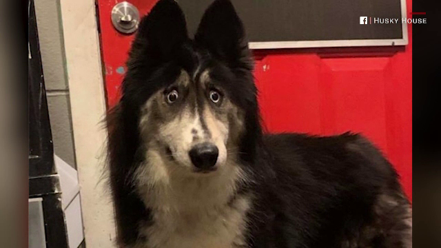 Un husky din SUA a impresionat tot internetul. Câte cereri de adopție s-au făcut