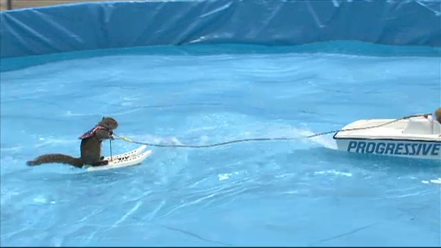 O veveriță a devenit vedeta internetului. Cum a câștigat o ședință de schi nautic