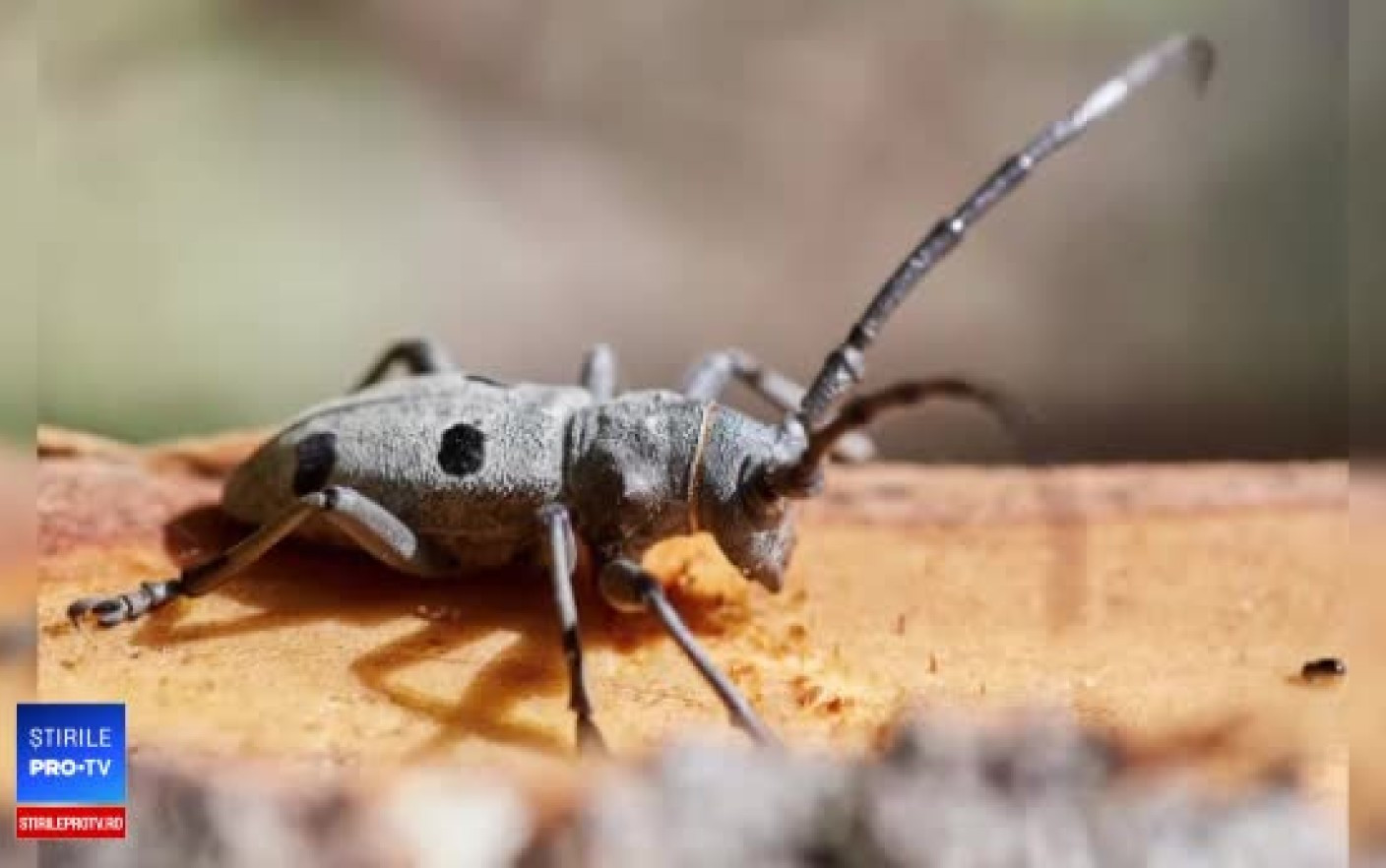 Soluția inedită de salvare a gândacului care ar putea opri construcția autostrăzii București-Pitești