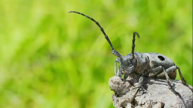 Insectă periculoasă în România. „Gândacul tipograf de scoarță”, considerat dușmanul pădurilor din Europa