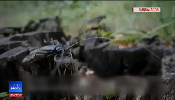 Problema gândacilor care împiedică construcția autostrăzii Pitești-Sibiu, rezolvată cu feromoni