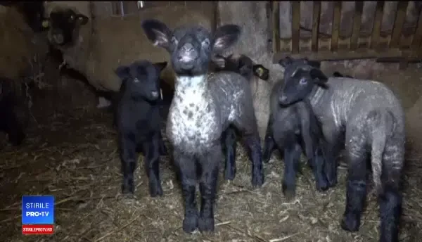 Mieii de Paște vor fi mai mari în acest an. „Au început fătările mai devreme”