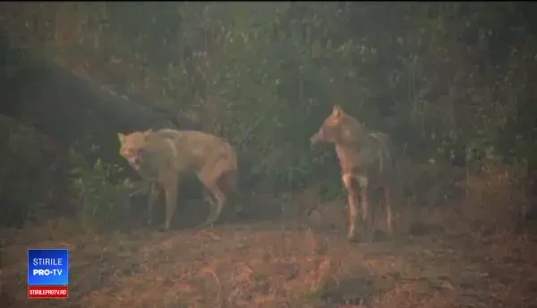 Animalele neobișnutie care apar tot mai des în România. "Mănâncă orice şi fac pagube"