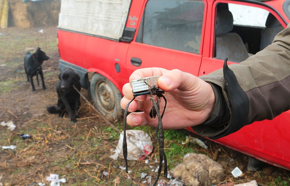G&acirc;sca cu g&acirc;t roșu Emilia