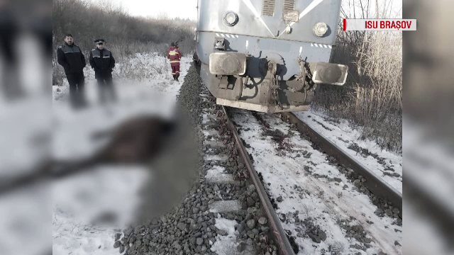 Cinci cai și un mânz, spulberați de un tren de călători, în Brașov