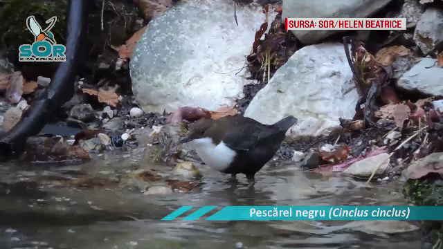 Mediul din România se degradează pe zi ce trece. Pasările care au o dispariție dramatică