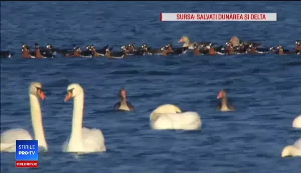 Gâsca cu gât roșu Emilia a fost ucisă înainte să ajungă în gospodăria unde a fost găsită