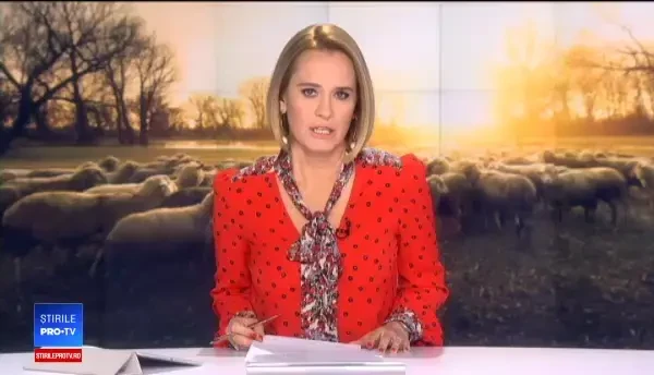 Replica unui cioban certat de șoferi că a intrat cu oile pe autostradă: "Brânza îţi place!"