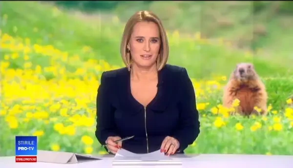 Cine este Phill, hârciogul vedetă care ar putea fi înlocuit cu un robot