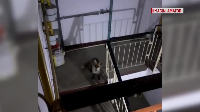 O vulpe s-a furișat în scara unui bloc din Buzău. Ar fi coborât din pădure