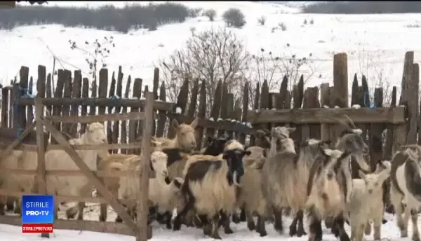 "Vaca săracului", tot mai căutatată de români. "E mai sănătos, e un medicament"