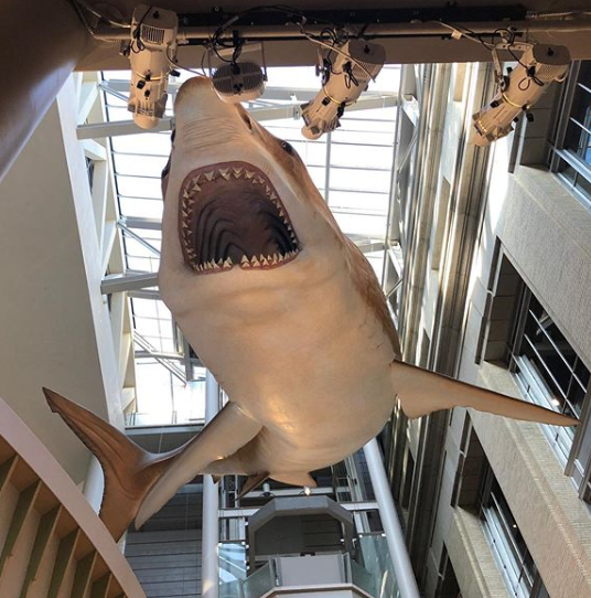 Descoperire impresionantă într-o peșteră din SUA. Datează de 330 milioane de ani